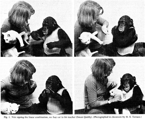 Nim Chimpsky signing "Me Hug Cat." From Terrace et al. 1979. Reprinted... | Download Scientific ...