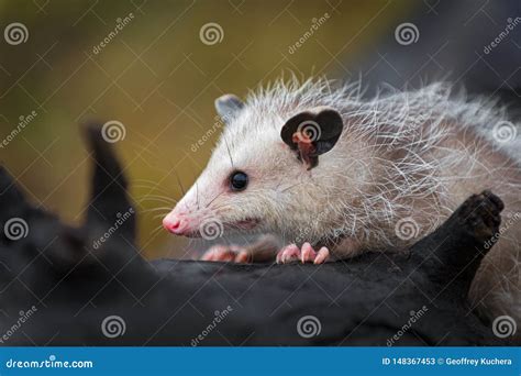 Opossum Joey Didelphimorphia Close Up on Log Autumn Stock Image - Image of outside, animal ...