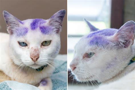 Mystery behind stray cat with blue fur is baffling the internet ...