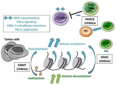 Cancers | Free Full-Text | HDAC Inhibition to Prime Immune Checkpoint Inhibitors