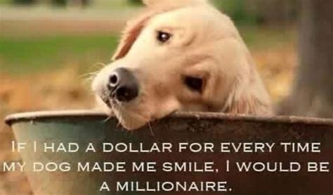 15 Funny Golden Retriever Memes That Will Make You Smile - PetPress