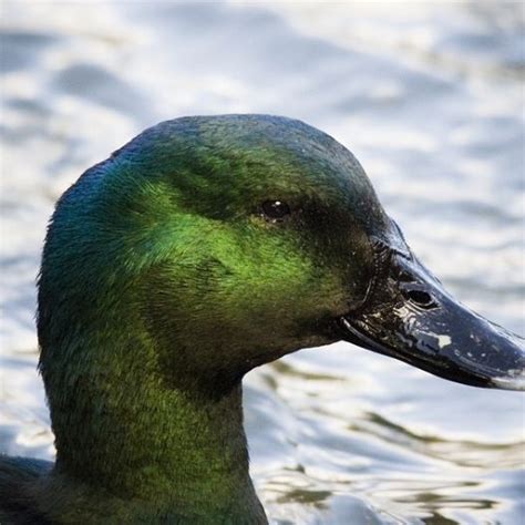 Black Cayuga Duck | Duck and ducklings, Duck photography, Cayuga