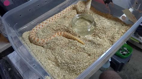 2013 western hognose feeding time - YouTube