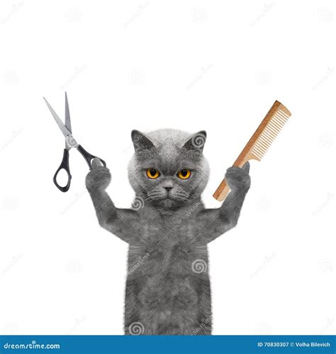 Cat Doing Grooming with Scissors and Comb Stock Image - Image of ...