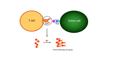 Identification of cancer specific T-cell receptors for immunotherapy | Health~Holland