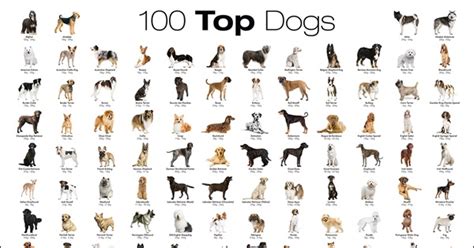 Top 5 Favorite Dog Breeds