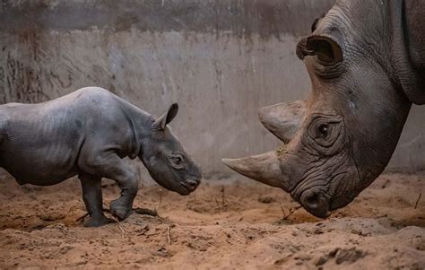 Rare baby rhino born at Chester Zoo | Shropshire Star