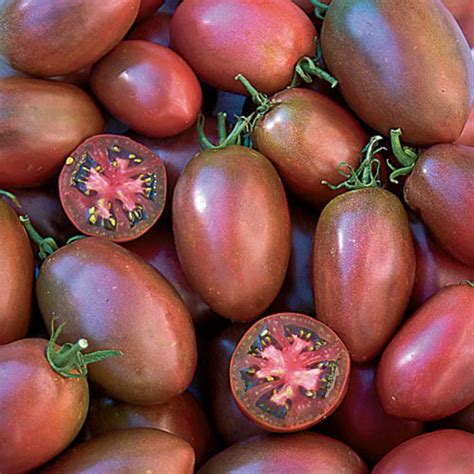 50 Ukrainian Purple Plum Tomato seeds, USDA Organic