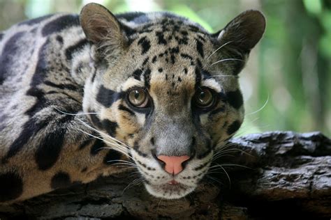 'Extinct' Clouded Leopard Spotted in Taiwan for First Time in Over 30 ...