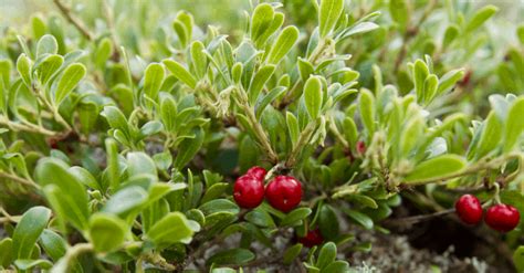 Bearberry: How to Plant, Grow, and Harvest - Trim That Weed