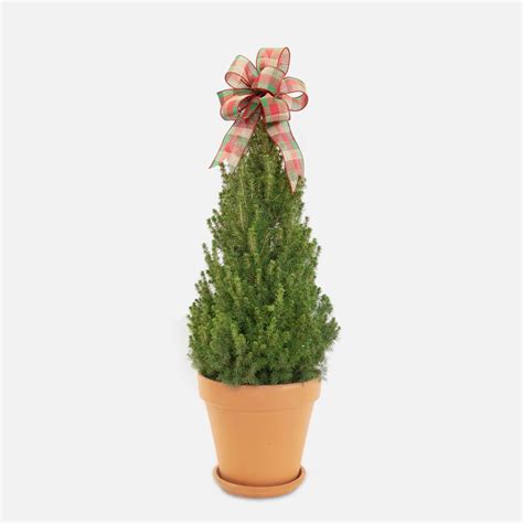 Holiday Spruce Tree - plantshed.com