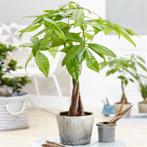 Pachira Aquatica Tree - Live Premium Potted Indoor Plant Braided Stem 12cm Pot 5051641550442 | eBay