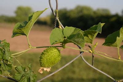 Momordica dioica Roxb. ex Willd. | Plants of the World Online | Kew Science