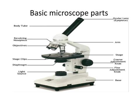 PPT - Microscope parts and functions PowerPoint Presentation, free download - ID:2677637