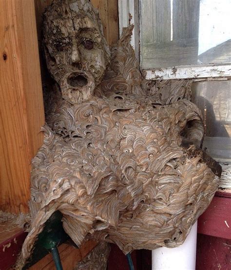 This hornets' nest found in a shed could be the scariest looking one ever | Metro News