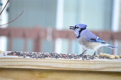 Blue Jay eating seeds stock image. Image of railing, winged - 40790391