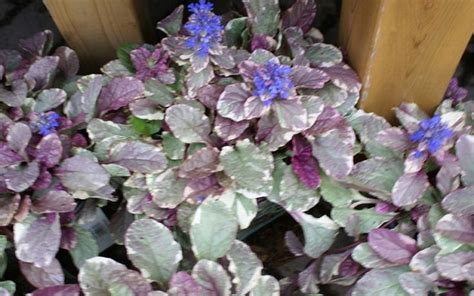 ajuga variegated mass planting - groundcover that would be so pretty ...