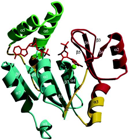 Structural Characterization of the Closed Conformation of Mouse ...