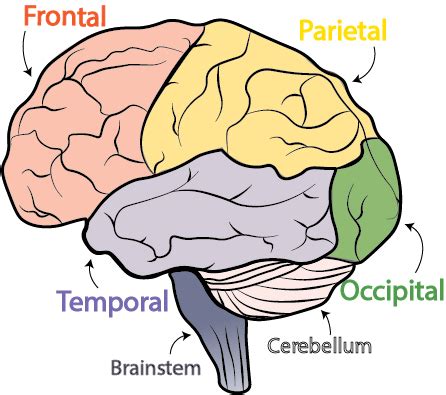 Cerebellum | Definition & Function - Lesson | Study.com