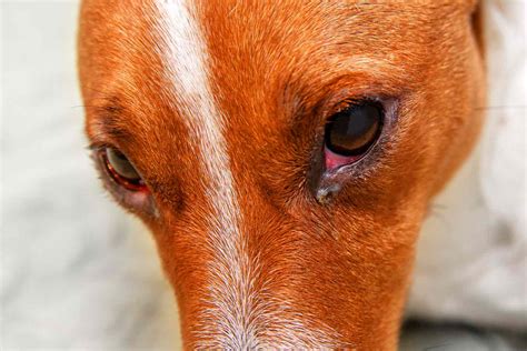 Can Stress Cause Red Eyes In Dogs