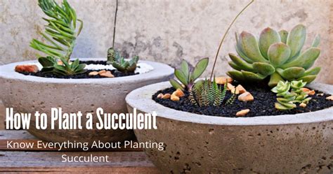 How to Transplant Succulents in a New Pot? Things to Know