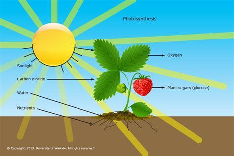 Essential needs for plants — Science Learning Hub