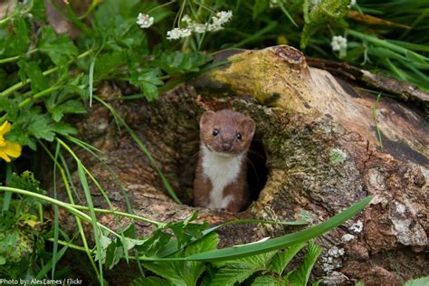 Interesting facts about weasels | Just Fun Facts