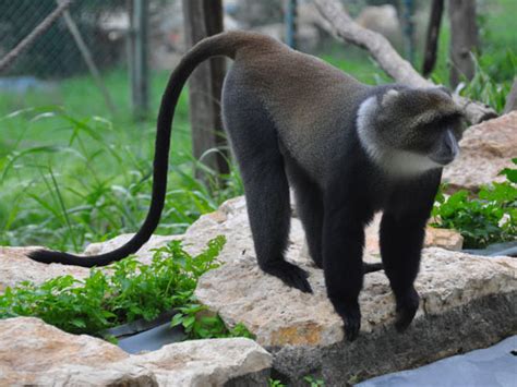 Cercopithecus mitis / Blue monkey in zoos