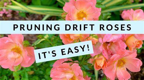 Pruning Drift Roses — It's Easy! | Drift roses, Shrub roses, Prune