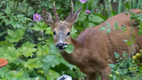 How To Deer-Proof Your Garden | Southern Living - YouTube