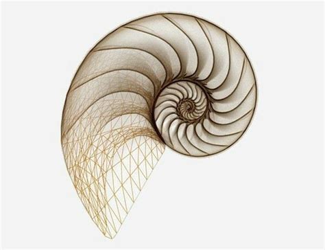 Pin by YongKang182318－－ on 曲线物体 | Fibonacci spiral art, Spiral art, Grafic design