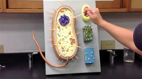 Prokaryotic Cell Model - YouTube