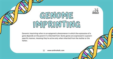 What is Genome Imprinting? | Anthroholic