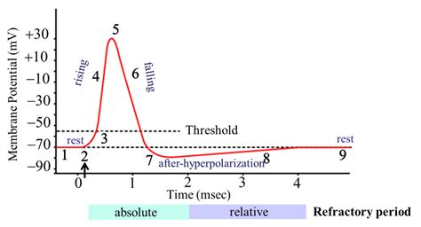 Stages of Action Potential, Week 2: Biological Brains and Neurons ...