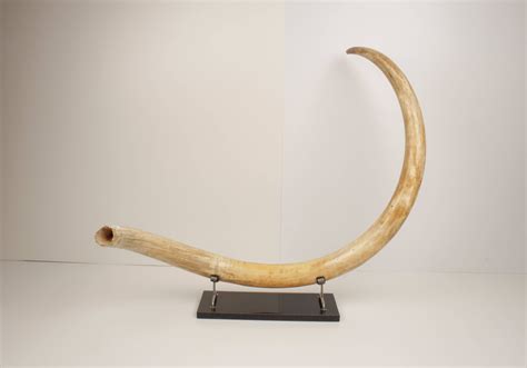 Natural woolly mammoth tusk - Arctic Antiques