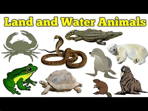 Top 175 + Water and land animals name - Inoticia.net