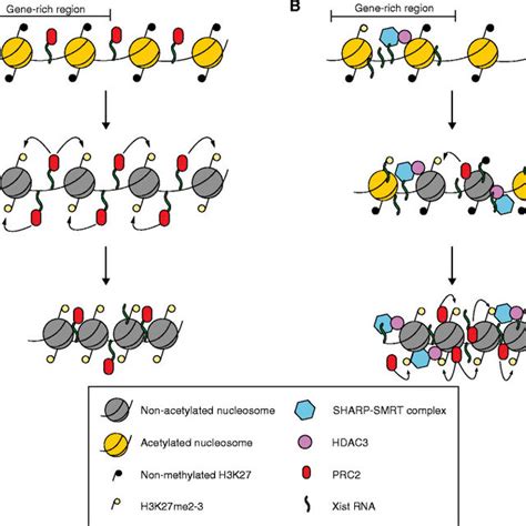 (PDF) Xist localization and function: New insights from multiple levels