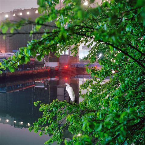 A Photographer Finds Abundant Life in and Around the Gowanus Canal - The New York Times