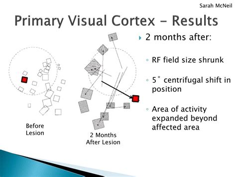 PPT - Receptive Field Dynamics in Adult Primary Visual Cortex ...