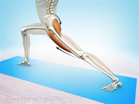 [펌]The Rectus Femoris Muscle in Yoga : 네이버 블로그