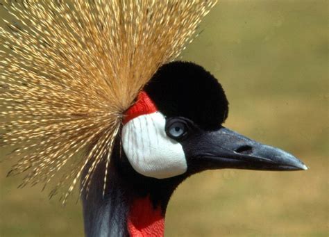 Uganda's Crested Crane - Symbols of Uganda - This is Uganda