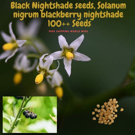 Black Nightshade Seeds Solanum Nigrum Blackberry Nightshade | Etsy | Nightshade, Seeds ...