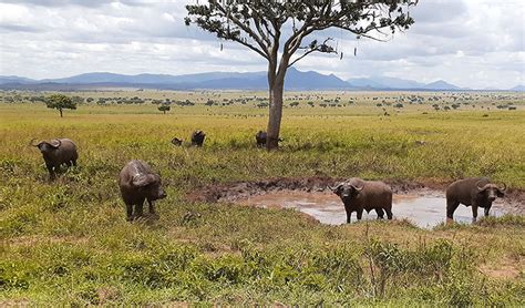 Kidepo Valley National Park - Pamoja Safaris Uganda