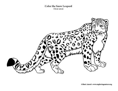 Snow Leopard Coloring Pages - Fun and Educational Printable Sheets