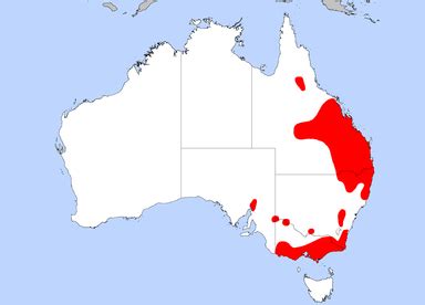 Koala - Threatened Habitats in Australia