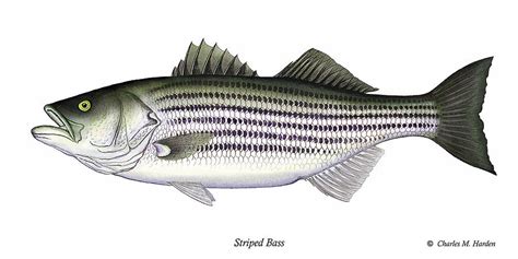 Striped Bass Painting by Charles Harden