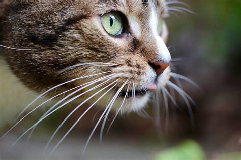 Cats Without Whiskers – 4 Vet Approved Reasons Why This Happens ...