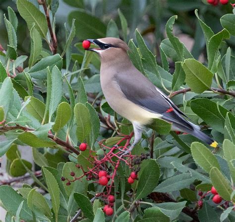 Cedar Waxwings | San Diego Bird Spot