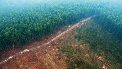 Rivers in the Sky: How Deforestation Is Affecting Global Water Cycles ...