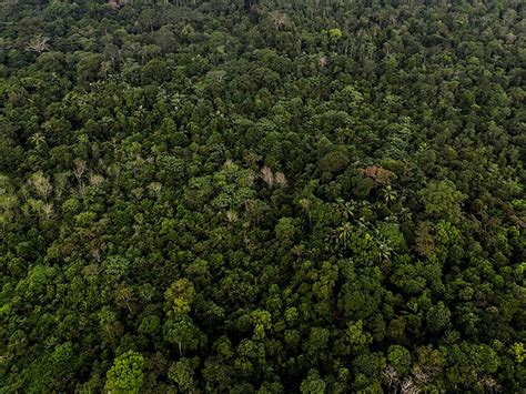 Rimba Keratung, Hutan Larangan di Desa Serdang yang Tidak Terjamah ...